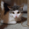 Котик Зефир - фото 1