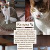 Ищем добрые руки для котиков - фото 1