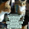 Ищем добрые руки для котиков - фото 2