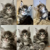 Продам котика мейн-кун - фото 2