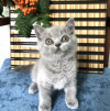 Британские короткошерстные котята - фото 1