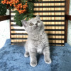 Британские короткошерстные котята - фото 2