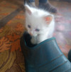 Котенок в добрые руки - фото 1