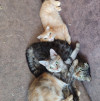 Котята в хорошие руки - фото 2