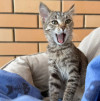 Особенная котодевочка ищет дом - фото 2