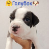 Щенки Американского стаффордширского терьера - фото 1