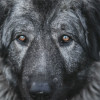 TOP caucasian female FCI,champion, perfect character - фото 1