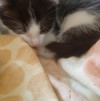 Котята, 2,5 месяца ищут дом - фото 1