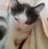 Котята, 2,5 месяца ищут дом - фото 2