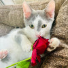 Ласковый котенок в дар - фото 1