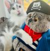 Ласковый котенок в дар - фото 2