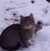 SOS! Котёнок СРОЧНО ищет дом - фото 1