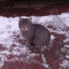 SOS! Котёнок СРОЧНО ищет дом - фото 2