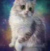 Шотландские котята - фото 1