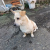 Отдам собачку - фото 2