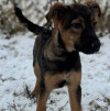 Малышка Пальма иет дом - фото 2