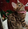 Котята бенгальской породы - фото 1