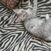Котята бесплатно в добрые руки - фото 2