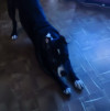 Срочно продам собаку - фото 1