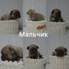 Щенки французского бульдога - фото 1