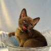 Европейский бурманский котенок - фото 2