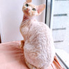 Котёнок Девон Рекс - фото 1
