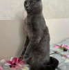 Ищу хозяина для кота - фото 1