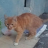 Найден рыжий годоварый котёнок - фото 1
