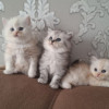 Продаются милые котики - фото 1