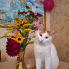 Ищу дом котику - фото 1