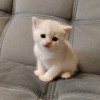 Котята британские - фото 1