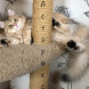Сибирские котята - фото 2