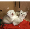 Продам Шотландских вислоухих котят - фото 1