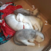 Продам Шотландских вислоухих котят - фото 2