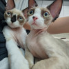 Котенок девон-рекс - фото 1
