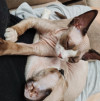 Котенок девон-рекс - фото 2