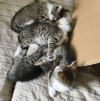 Котята ищут новый дом - фото 1