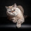 Экзоты, экзотические короткошерстные котята - фото 1