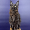 Котенок мейн-куна - фото 1