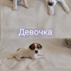 Джек-рассел-терьер, щенок, метрика РКФ, прививки - фото 1