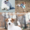 Джек-рассел-терьер, щенок, метрика РКФ, прививки - фото 2