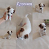 Джек-рассел-терьер, щенок, метрика РКФ, прививки - фото 1