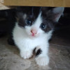 Отдам котенка в добрые руки - фото 2