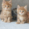Продажа котят мейн-кунов - фото 2