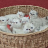 Экзотические короткошерстные котята - фото 1