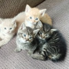 Котята в хорошие руки - фото 1