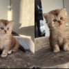 Шотландские прямоухие котята - фото 1
