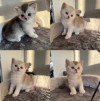 Шотландские прямоухие котята - фото 2