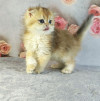 Шотландский вислоухий мальчик золотая шиншилла - фото 4
