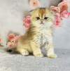 Шотландский вислоухий мальчик золотая шиншилла - фото 5